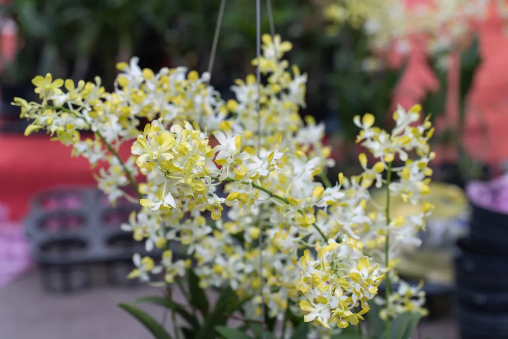 Festival Hoa lan 2023 có đến 29.000 sản phẩm hoa lan được trưng bày. Ảnh: TIỂU MINH