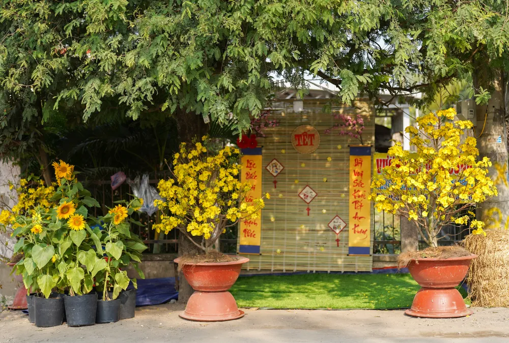 Nhiều cây mai và tiểu cảnh được trang trí dọc làng mai Bình Lợi. Ảnh: TIỂU MINH