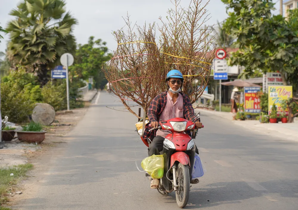 Mai vàng Bình Lợi đi khắp muôn nơi. Ảnh: MINH HOÀNG