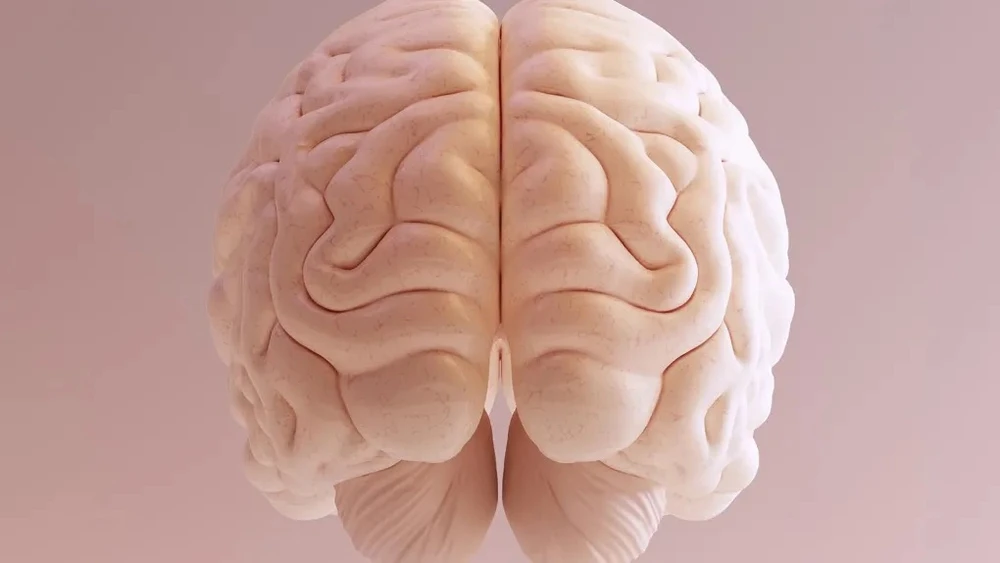 Mô não người in 3D giúp các nhà khoa học nghiên cứu dễ dàng hơn.