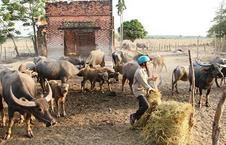 Xây nghỉ dưỡng trong siêu công viên Safari ảnh 2