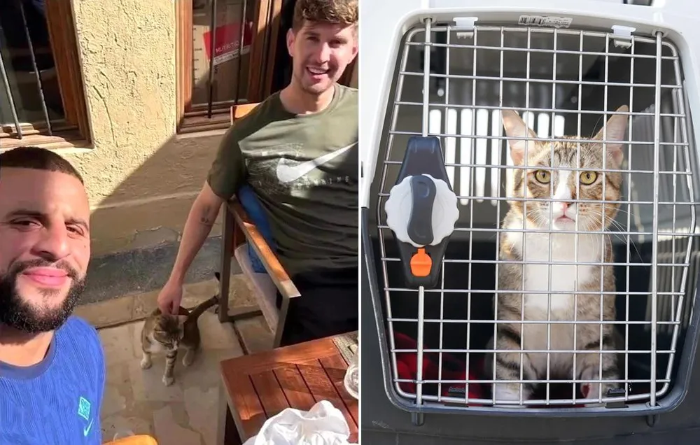 Walker và Stones quyết định đưa chú mèo Dave về nước Anh. Ảnh: THE SUN