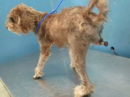 Đối mặt án tù vì để... chó bị cắt chân ảnh 2 Đối mặt án tù vì để... chó bị cắt chân ảnh 2