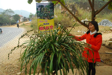 Bỏ hàng chục triệu đồng “săn” địa lan Sa Pa chơi Tết ảnh 2