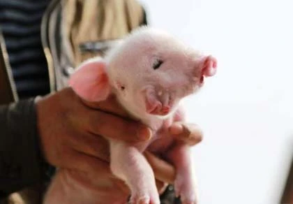 Lợn 2 đầu, 3 mắt chào đời ở Trung Quốc ảnh 1