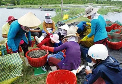 Trung Quốc thu gom tôm Việt Nam đã đến mức báo động ảnh 1 Trung Quốc thu gom tôm Việt Nam đã đến mức báo động ảnh 1