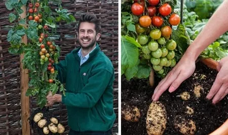 Tạo cây "đẻ" ra cả khoai tây và cà chua ảnh 1