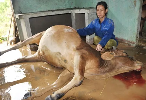 Người dân vùng lũ ăn bò chết thay cơm ảnh 2