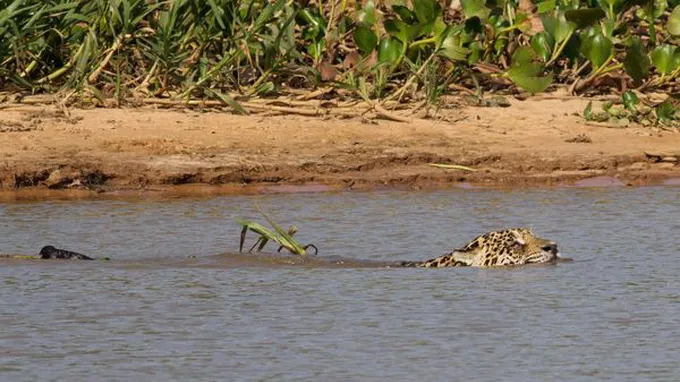 Loạt ảnh báo gấm săn cá sấu ảnh 2