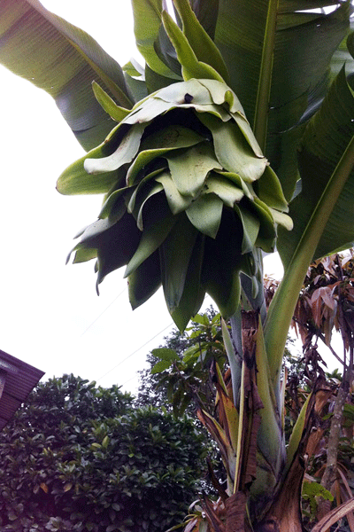 Tò mò đi xem cây chuối trổ buồng lạ ảnh 1 Tò mò đi xem cây chuối trổ buồng lạ ảnh 1