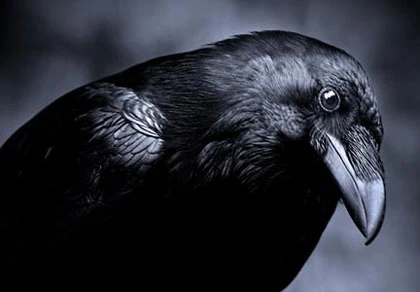 Quạ nắm giữ bí mật về người ngoài hành tinh? ảnh 1