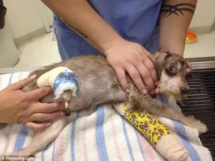 Đối mặt án tù vì để... chó bị cắt chân ảnh 1 Đối mặt án tù vì để... chó bị cắt chân ảnh 1