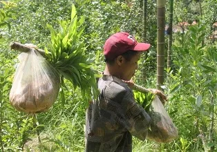 Cha con “người rừng” lên phim ảnh 1