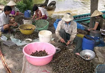 Đổ xô mua ốc bươu vàng bán cho thương lái Trung Quốc ảnh 1 Đổ xô mua ốc bươu vàng bán cho thương lái Trung Quốc ảnh 1