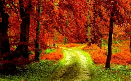 Đẹp ngỡ ngàng bộ sưu tập hình nền “những con đường” ảnh 3