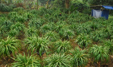 Bỏ hàng chục triệu đồng “săn” địa lan Sa Pa chơi Tết ảnh 3