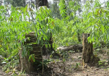 Rầm rộ phá rừng phòng hộ Dầu Tiếng ảnh 1 Rầm rộ phá rừng phòng hộ Dầu Tiếng ảnh 1