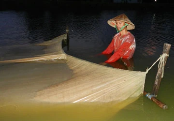 Nghề nuôi trứng nước ảnh 1