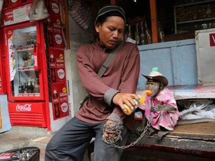 Indonesia truy quét khỉ đường phố ảnh 1