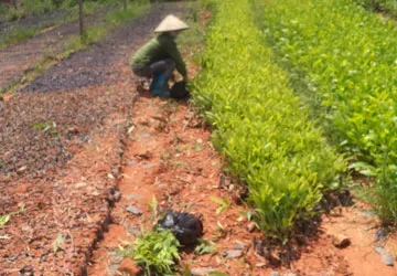 Cuộc chiến đất đai ở các lâm trường - Bài 2: Tính lại bài toán giao đất ảnh 1