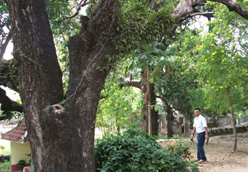 Cụm cây xoài Đá Trắng được công nhận Cây di sản Việt Nam ảnh 1 Cụm cây xoài Đá Trắng được công nhận Cây di sản Việt Nam ảnh 1