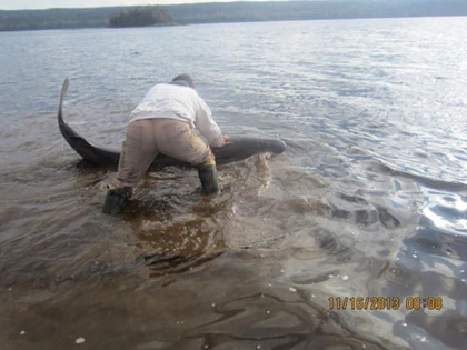 Giải cứu cá mập bị… nghẹt thở ảnh 2