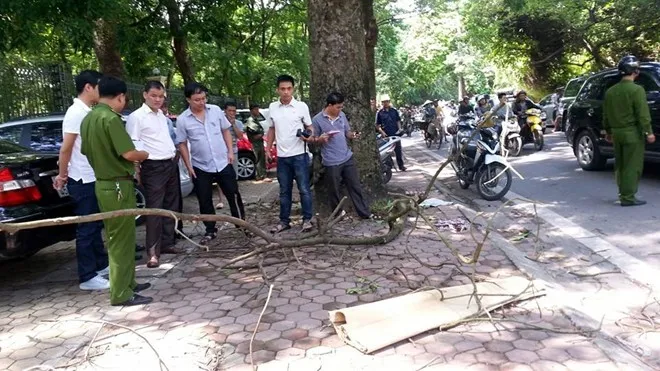 Một phụ nữ tử vong vì cành cây rơi trúng đầu ảnh 1 Một phụ nữ tử vong vì cành cây rơi trúng đầu ảnh 1