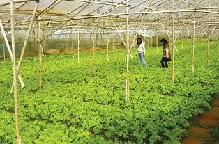 Ma trận rau an toàn ảnh 1