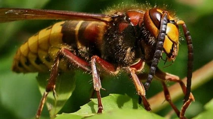 Ong khổng lồ giết chết 28 người Trung Quốc ảnh 1