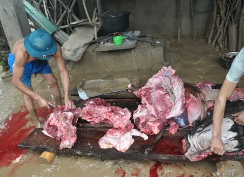 Người dân vùng lũ ăn bò chết thay cơm ảnh 5