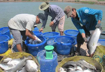 Nông dân ĐBSCL: Làm giàu từ thủy sản sạch ảnh 1