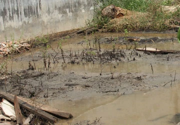 Khu dân cư bị ô nhiễm vì nước thải ảnh 1