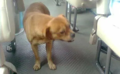 Chó trung thành tìm chủ trên xe buýt ảnh 1