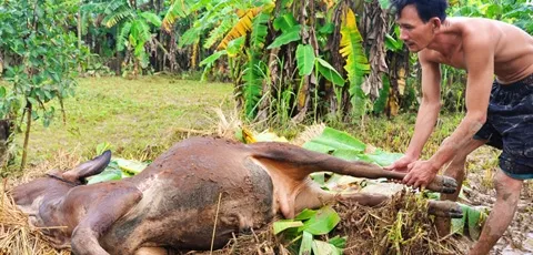 Người dân vùng lũ ăn bò chết thay cơm ảnh 1