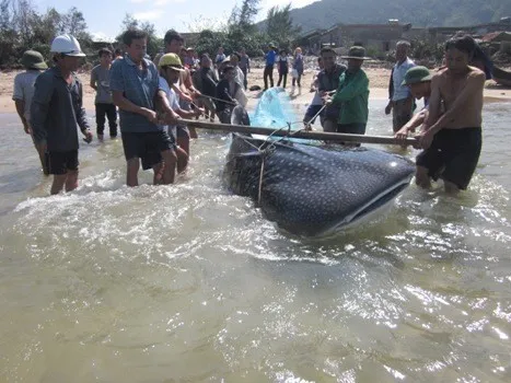 Xác cá voi khổng lồ dạt vào bờ biển Thanh Hóa ảnh 2