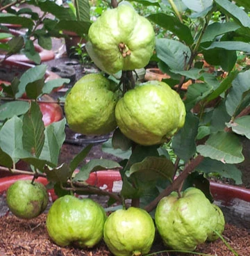 Trồng ổi trong chậu cho nhiều trái ảnh 1