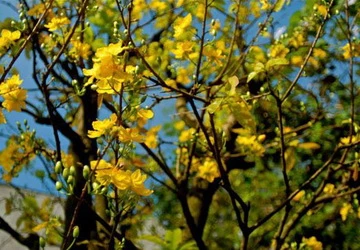 12 năm đón xuân xa nhà ảnh 1