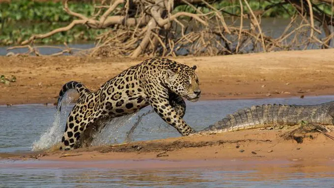 Loạt ảnh báo gấm săn cá sấu ảnh 3