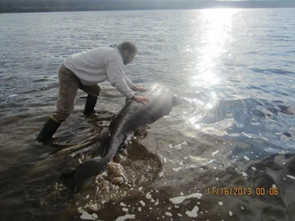 Giải cứu cá mập bị… nghẹt thở ảnh 3