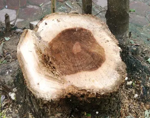 Nhóm trộm cây sưa bạc tỉ trong bão sa lưới ảnh 2