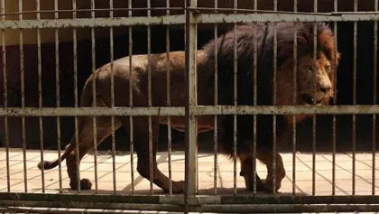 Sư tử vồ chết người nuôi thú ảnh 1