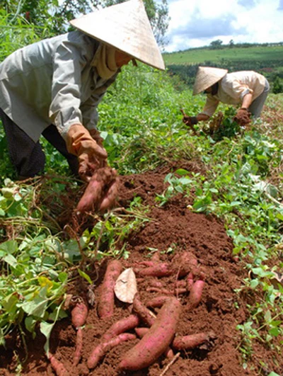 Ký ức miền khoai lang ảnh 1 Ký ức miền khoai lang ảnh 1