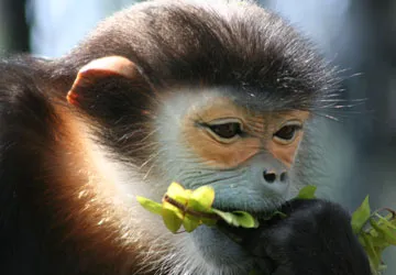 Cứu hộ động vật hoang dã - Bài 2: Thiên đường của linh trưởng ảnh 1 Cứu hộ động vật hoang dã - Bài 2: Thiên đường của linh trưởng ảnh 1