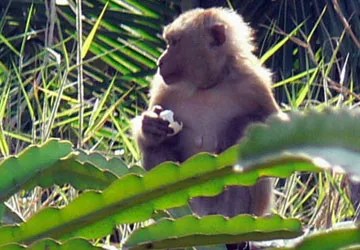 “Giặc khỉ” trả thù ảnh 1 “Giặc khỉ” trả thù ảnh 1