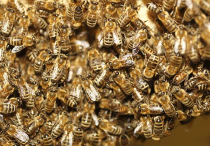 Ong chích nhà leo núi chết treo trên vách đá ảnh 1