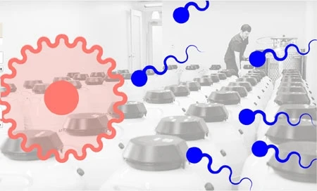 Tại sao Mỹ xuất khẩu nhiều tinh trùng nhất thế giới? ảnh 1