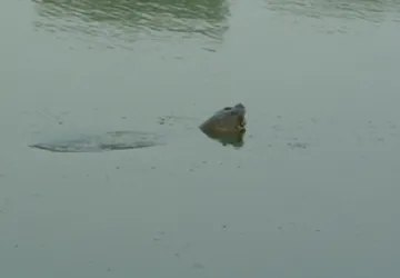 Cụ rùa Hồ Gươm lại nổi sát ven bờ ảnh 1