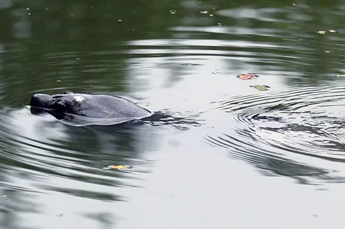 Rùa hồ Gươm "dạo chơi" trong giá lạnh ảnh 4