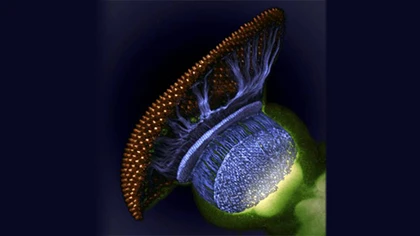 10 ảnh chụp cận cảnh đẹp nhất năm 2012 ảnh 7