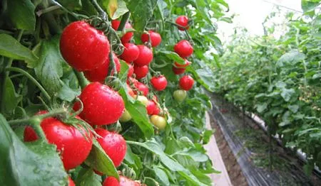 “Mốt” cho thực phẩm và đồ uống nghe nhạc Mozart ở Nhật ảnh 3